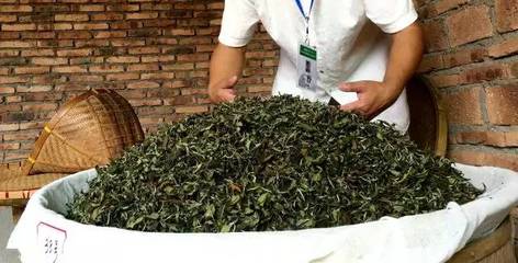 白茶制作之干燥工艺